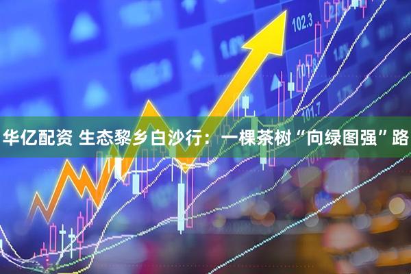 华亿配资 生态黎乡白沙行：一棵茶树“向绿图强”路