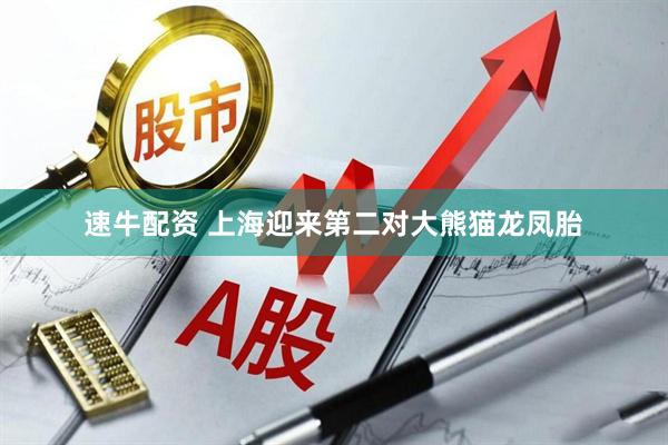 速牛配资 上海迎来第二对大熊猫龙凤胎